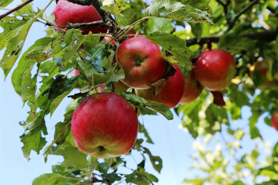 Сорт яблони Айдаред: преимущества и недостатки