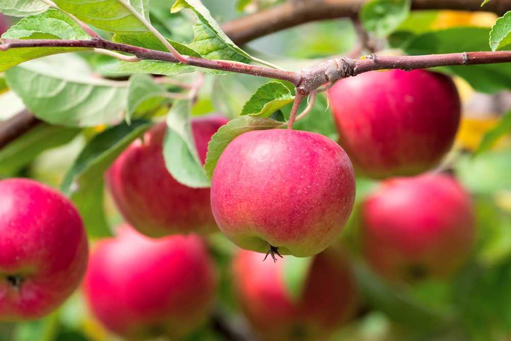 Яблочное дерево: какие сорта бывают