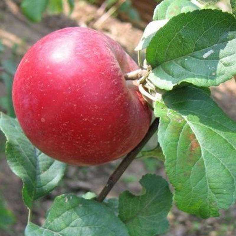 Фото яблони и яблок сорта Хани крисп