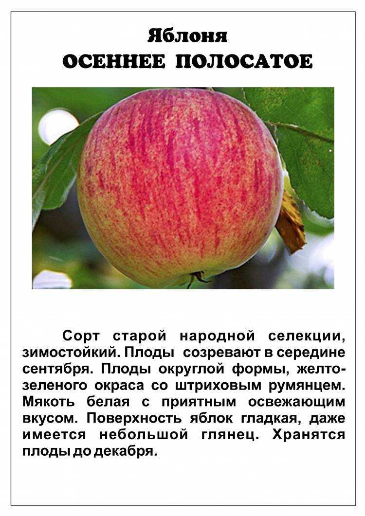 Полосатые яблони: интересные факты и история происхождения
