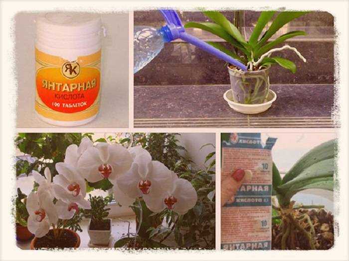 Как применять цитокининовую пасту на орхидеях