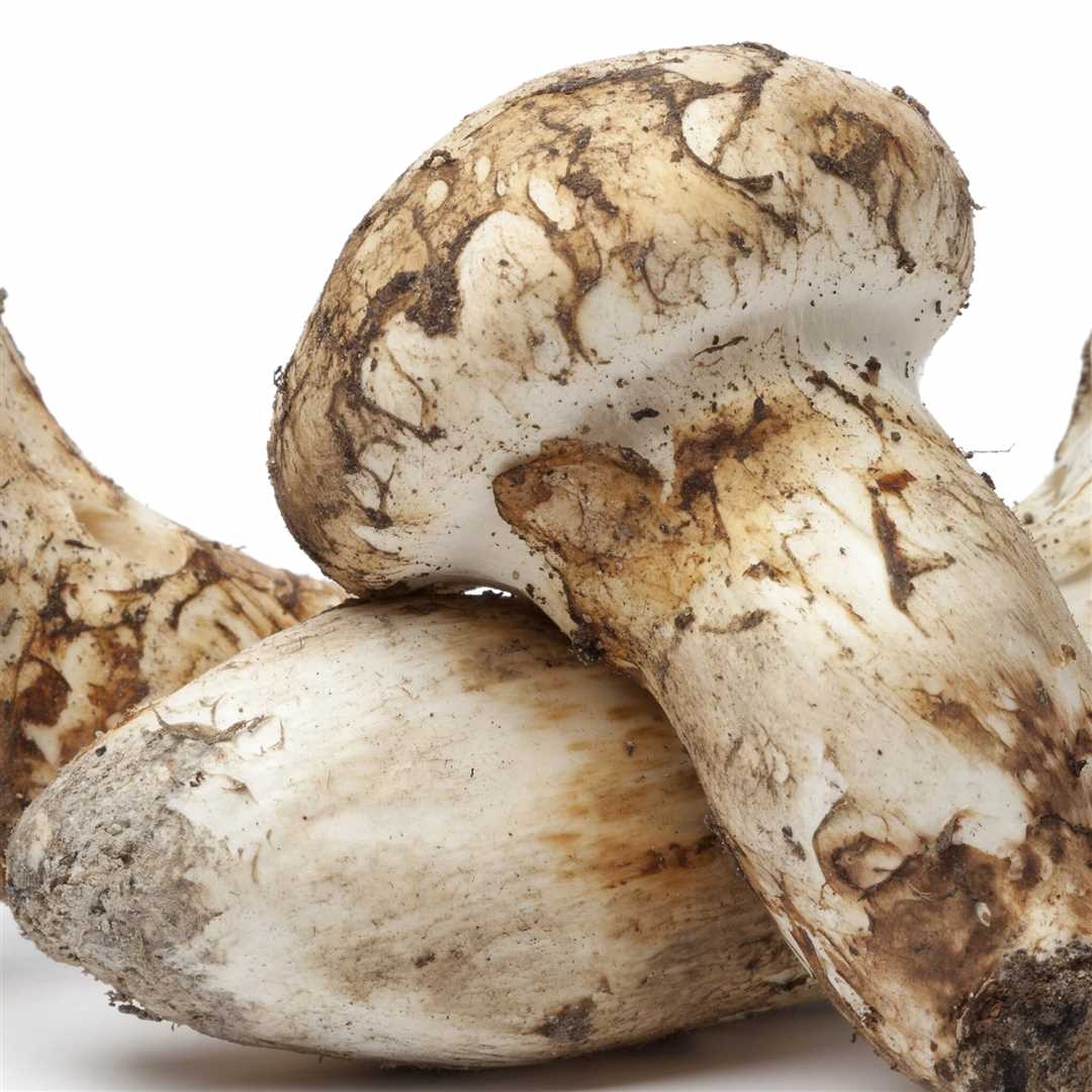 Где растет гриб мацутаке: основные места обитания