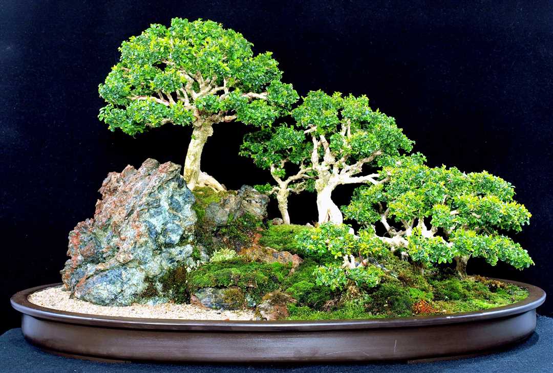 Маленькое японское дерево