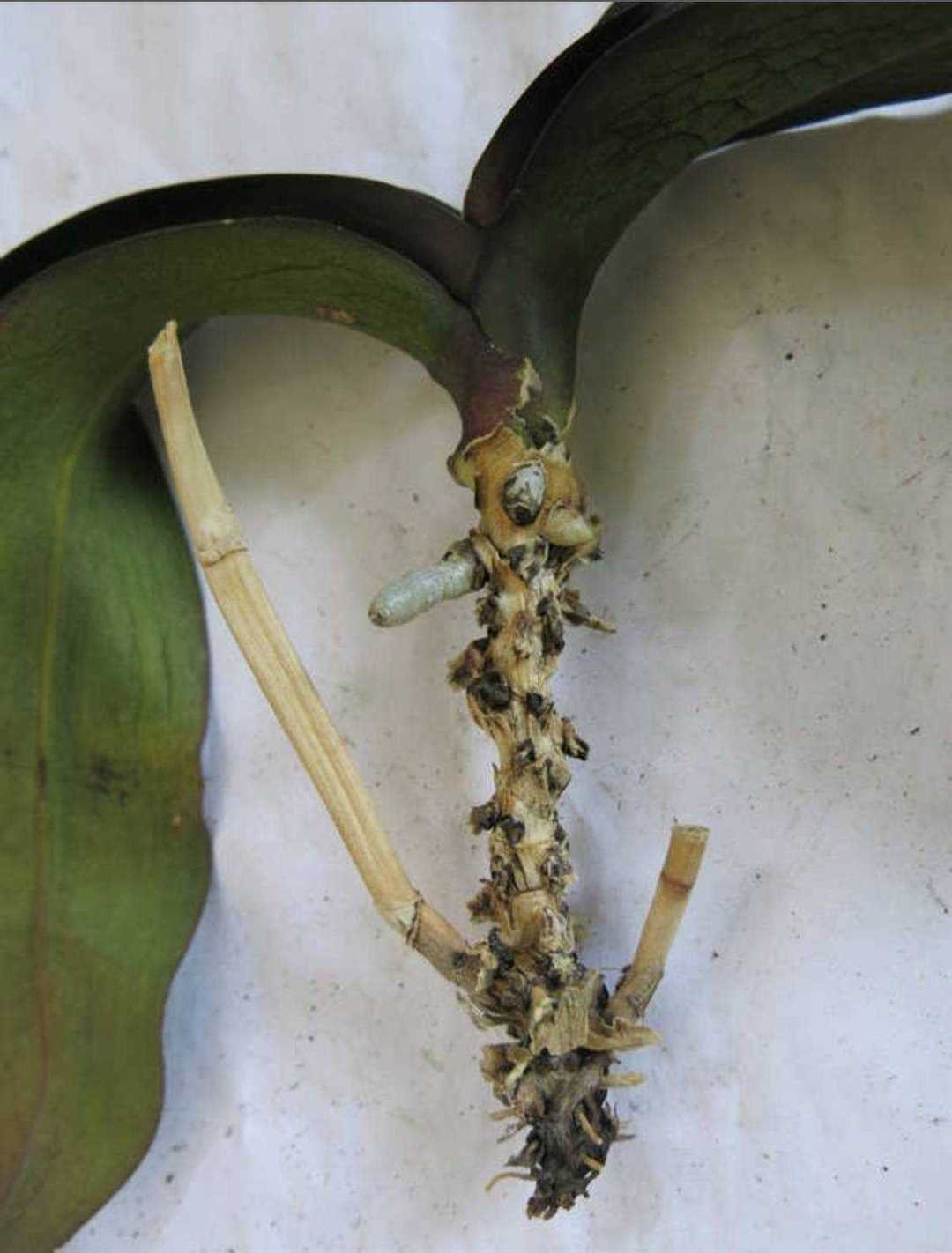 Ошибки, которые нужно избежать при залитии орхидеи