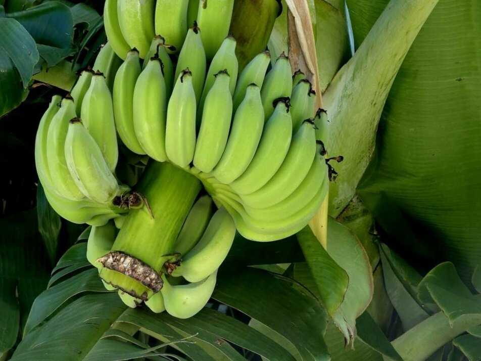  Мини бананы: польза и вред 