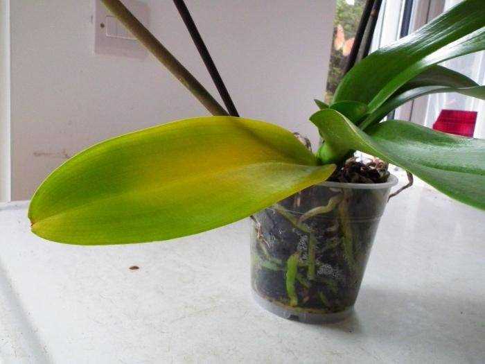 Орхидея желтеют листья у основания